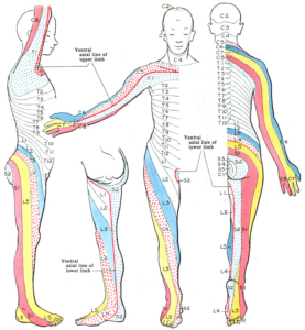 Vertebrogenic (Low Back) Pain: Causes, Diagnosis, Treatment