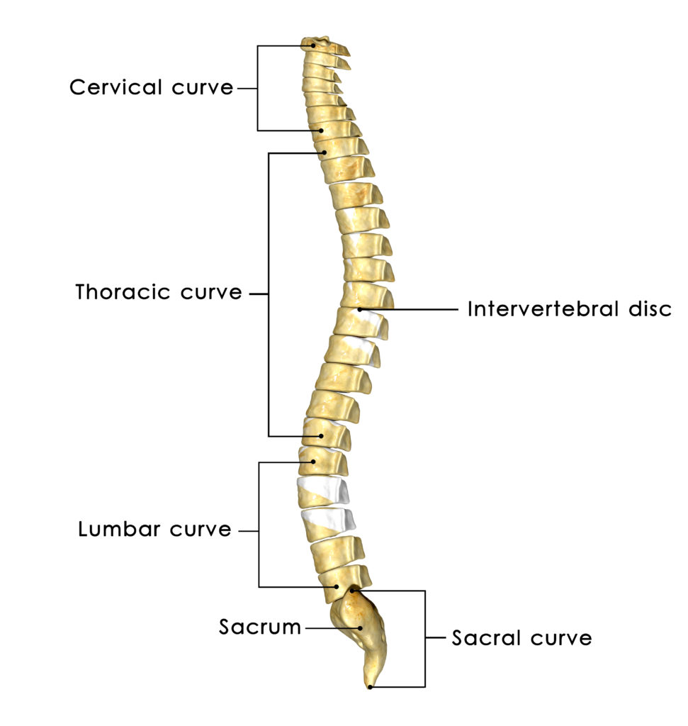 Vertebral Column