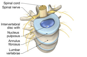 Spine Anatomy