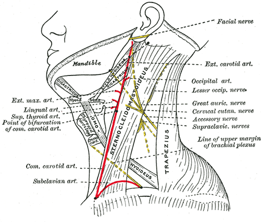 Cervical Plexopathy