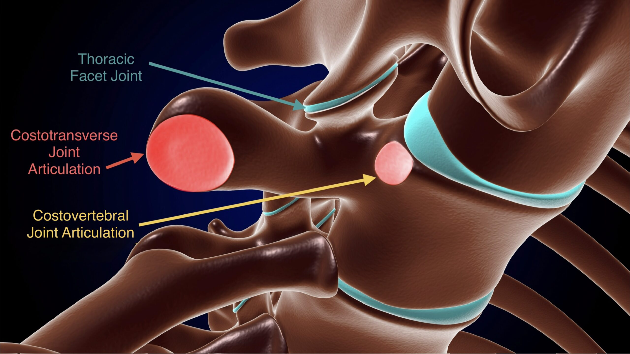 Thoracic facet, costovertebral and costotransverse joints of the thoracic spine and ribs